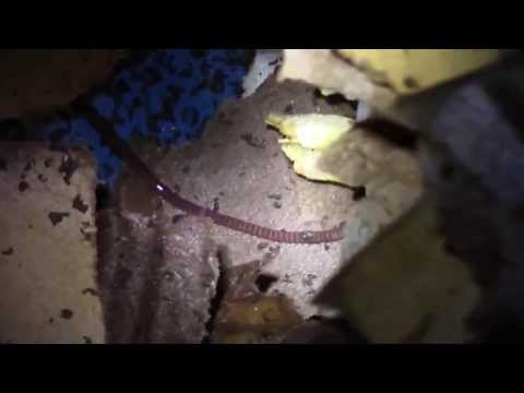 trim pumpkin vine - isopod bin - fallen tree [Day 13] #LifeInAZ #AzVlogger