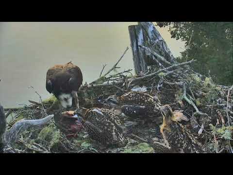 Audubon Osprey Hog Island : Rachel brought a live fresh fish