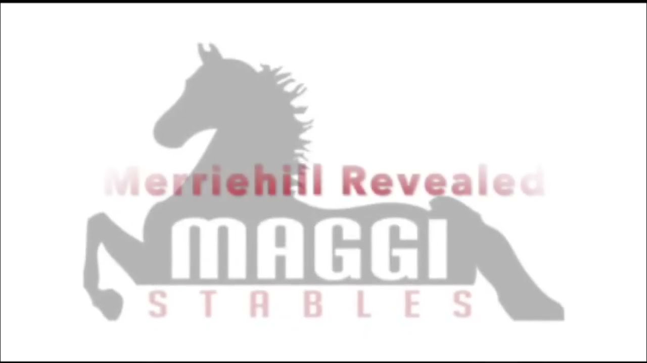 MERRIEHILL REVEALED: Morgan Gelding For Sale