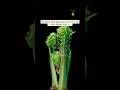 The Ancient Plant That Outlived Dinosaur | Forgotten History of Ferns Part 1