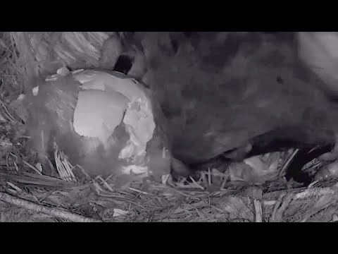 Cornell Red tailed Hawks ~🐣Evening hatching progress 🐣~8:28 PM 2022/04/21
