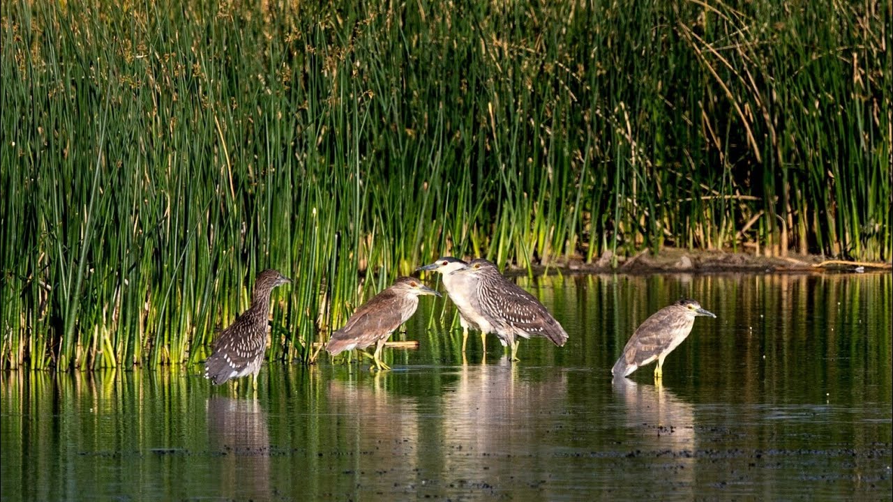 Fire and Ice: Prescribed Burning at the Blanca Wetlands