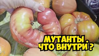 Я в ШоКе ! Купила мутанты . Что внутри ? Элла Австралия