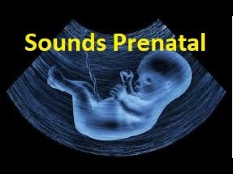 Prenatal sounds The sounds your baby hears in the womb  baby sleeping sounds  Clear white noise