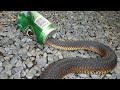 Drunk Snake Snake S Head Stuck In Beer Cane Funny Video