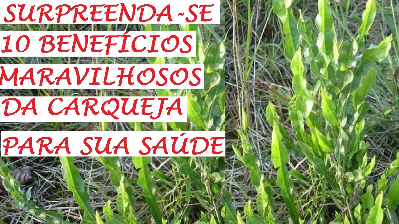 10 benefícios da carqueja para sua saúde!