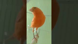 Download lagu pancingan kenari durasi pendek 5 menit di bikin emosi. mp3