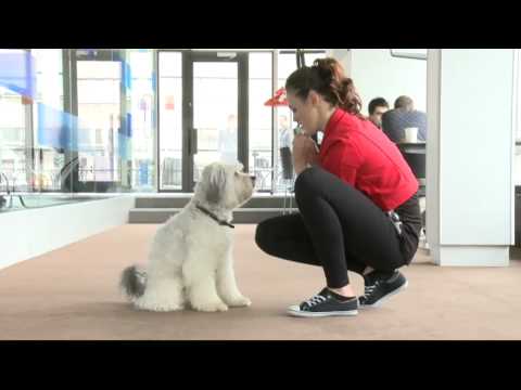 Ashleigh to do Strictly without Pudsey?