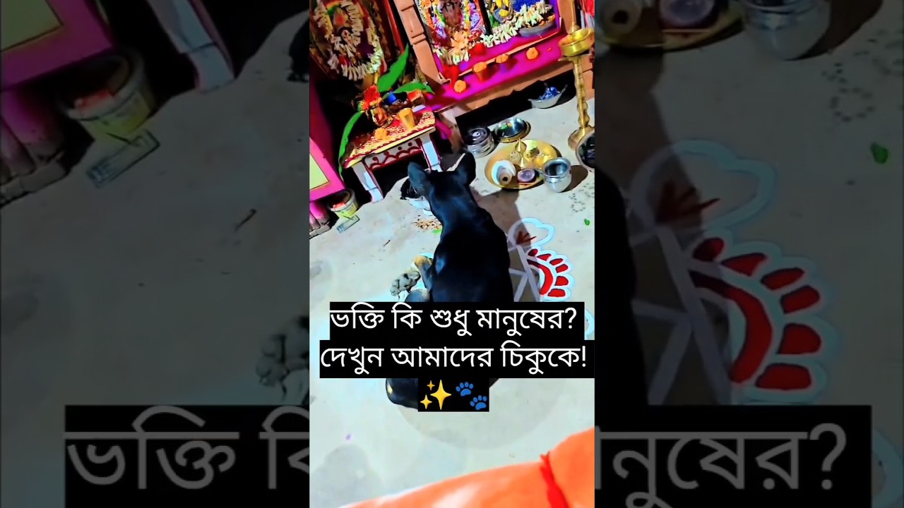 চিকুর ভক্তি: ঠাকুরের সামনে শান্ত প্রার্থনা! 🙏🐕 #Shorts #Chiku #DogDevotion