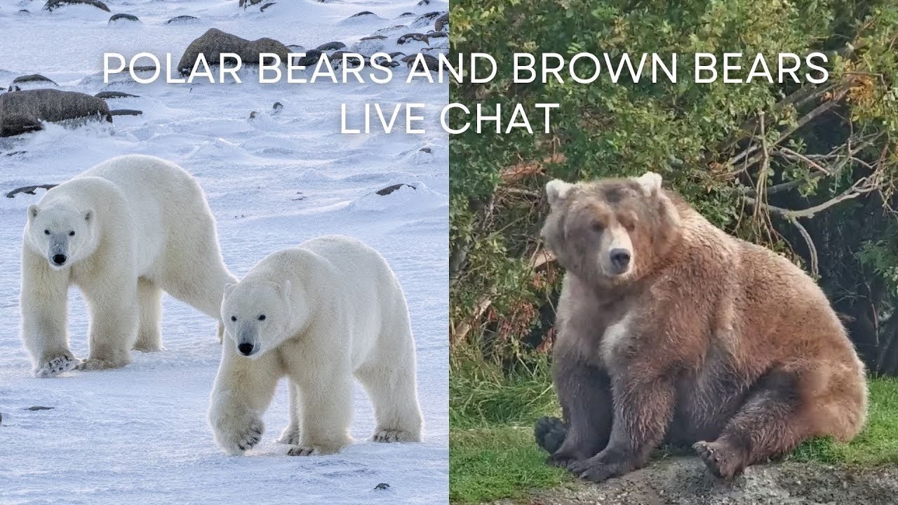 Polar Bears and Brown Bears | Tundra Connections 2025