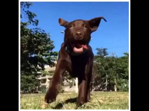 Videog Gainha Crepusculo