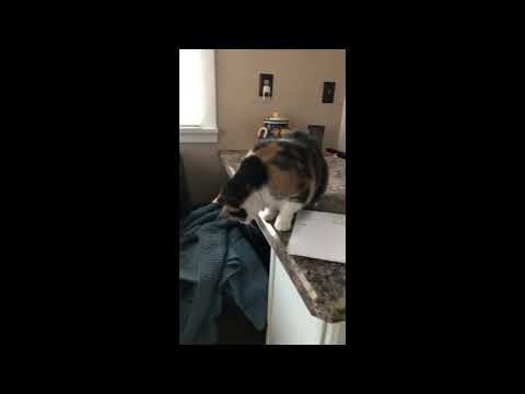 Animals Being Jerks | #shorts | r/animalsbeingjerks