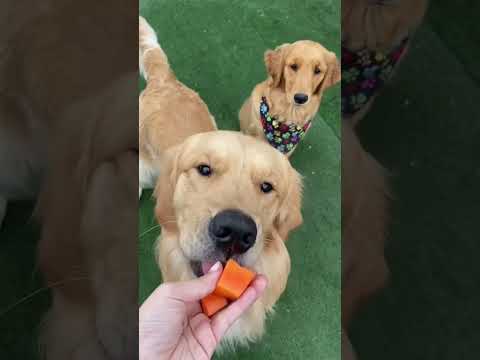 4 FRUITS YOUR DOG CAN EAT 🐶🍓🫐🍎🍌