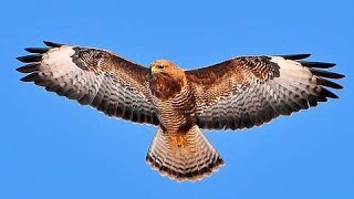 Buzzards near Portadown County Armagh