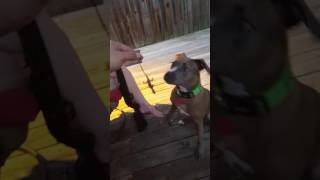 Jetski, the pitbull puppy, meets a dead lizard.