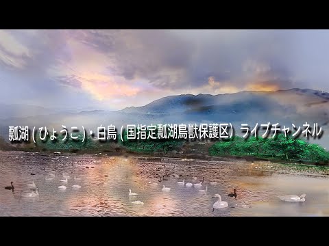 白鳥 国指定瓢湖鳥獣保護区のライブカメラ映像