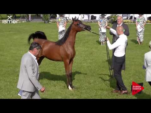 N.102 WADELIA - Ströhen 2017 Int B-Show - Yearling Fillies (Class C1)