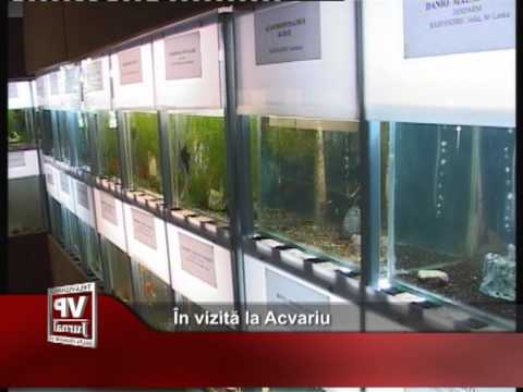 În vizită la Acvariu