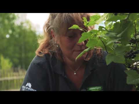 Slipp ogräs i trädgården