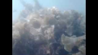 preview picture of video 'Mergulho nos corais da Costa de Sauipe'