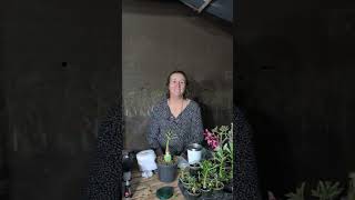 Destaque ao vivo