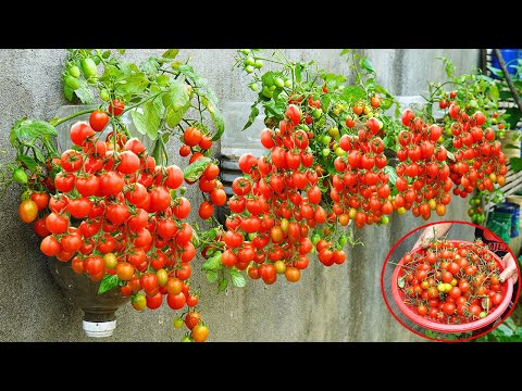 , title : 'How To Grow Tomatoes On The Wall Simple High Yield Without A Garden'