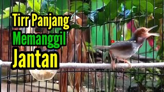 Download lagu PRENJAK BETINA Ngetir Panjang Istimewa Suara Jernih Memanggil Jantan, Cocok buat Masteran. mp3 Download lagu PRENJAK BETINA Ngetir Panjang Istimewa Suara Jernih Memanggil Jantan, Cocok buat Masteran. mp3