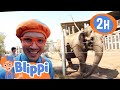 Blippi Visits San Diego Zoo Animals Cartoons For Kids Funny Cartoons Learn About Animals