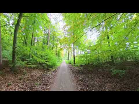 15.10.25 unterwegs zum rodungsbedrohten Langeler Bannwald bei Frankfurt