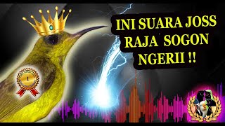 Download lagu Ini Dia Masteran Sogon Full Isian Mewah mp3 Download lagu Ini Dia Masteran Sogon Full Isian Mewah mp3