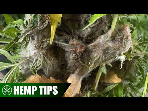 How to Stop Your Hemp Flowers from Bud Rot