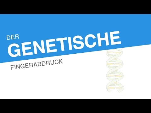 DER GENETISCHE FINGERABDRUCK | Biologie | Genetik und Entwicklungsbiologie