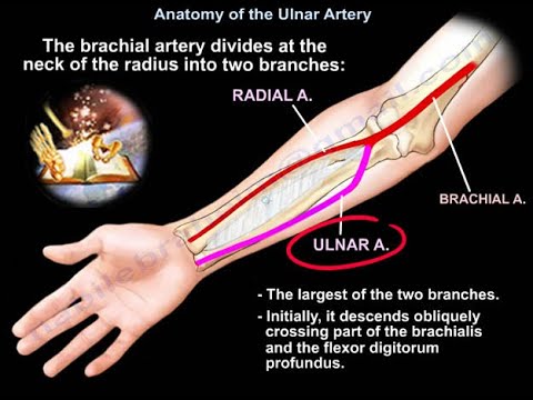 Anatomía de la arteria cubital (ulnar) - Todo lo que se necesita saber