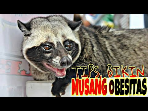 download video viral Cara Agar Musang Pandan Gemuk, download Cara Agar Musang Pandan Gemuk gratis, unduh Cara Agar Musang Pandan Gemuk