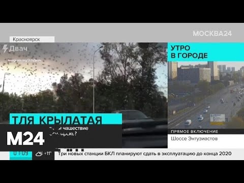 Красноярск атаковала тля - Москва 24