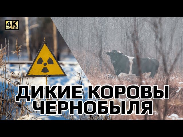 ロシアのЧернобыльのビデオ発音