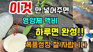 이것 넣어 영양제액비 하루만에 완성!! 쉽고 간단하고 빠르고 식물이 잘 자랍니다 #막걸리액비만들기