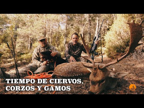 Tiempo de Ciervos, Corzos y Gamos