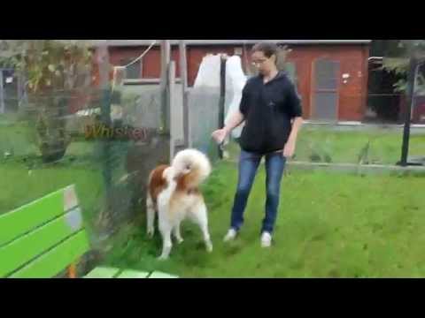 Örökbefogadható kedvencek Fehérváron