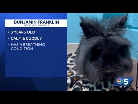 Pet Connection: Oct. 23, 2025 - YouTube