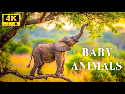 Wild Baby Animal Moments 4K - Let The Harmony of Nature & Baby Animals Soothe Your Soul