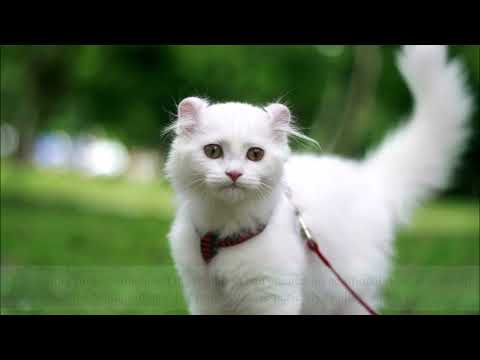 Characteristics Of The American Curl Cat