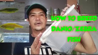 PAANO MAG BREED NG DANIOS OR ZEBRA FISH | ZEBRA FISH/DANIOS BREEDING | PAANO MAGPARAMI NG ZEBRA FISH