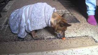 What happens when you give sausage to dog