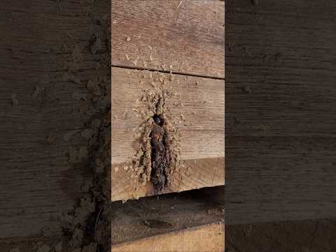 De onde você está vendo esse vídeo?aqui Prudentopolis PR #viral #shorts #sitio #vidanaroça #youtube