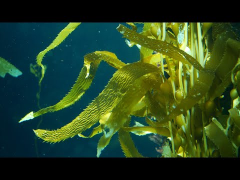 Cultivando o Futuro | Whole Foods Market