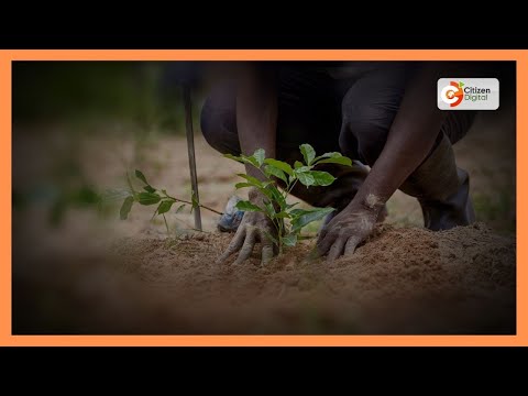 Gov’t embarks on planting 1.7 million trees to reclaim Sorget forest