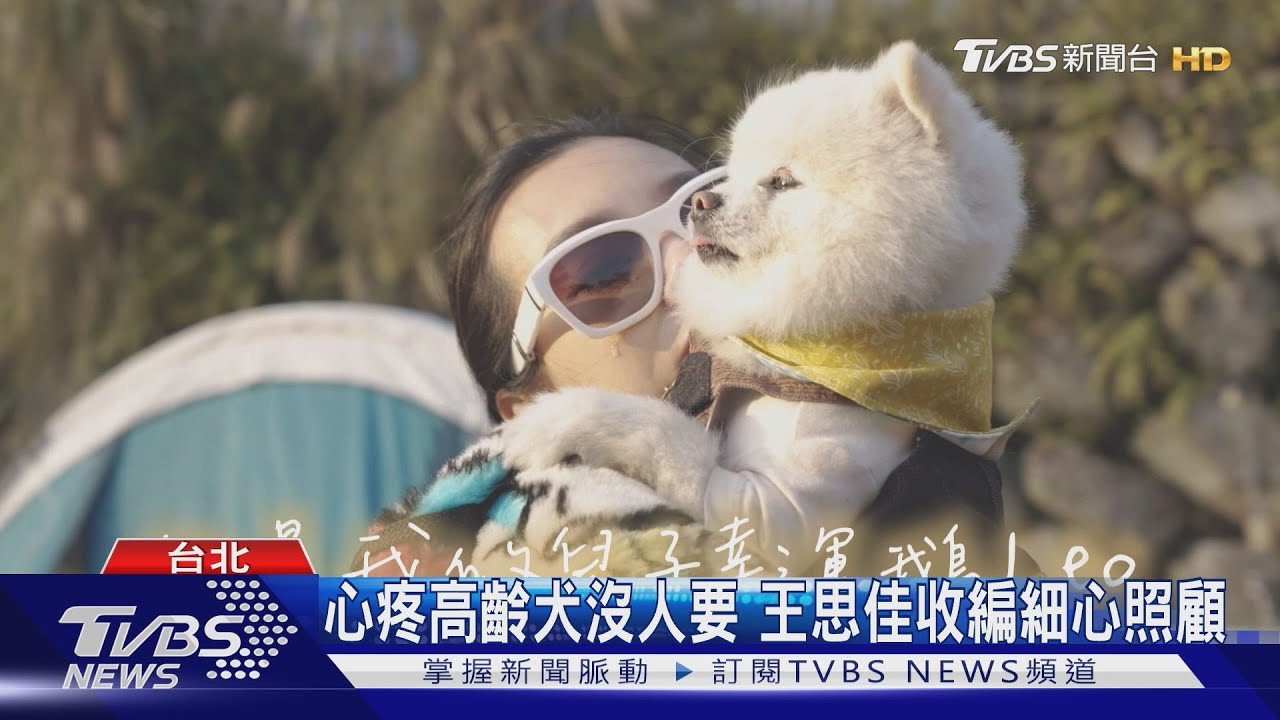 《王美好忙》王思佳收養高齡博美!帶「鵝」回娘家 白白胖胖狀態超好