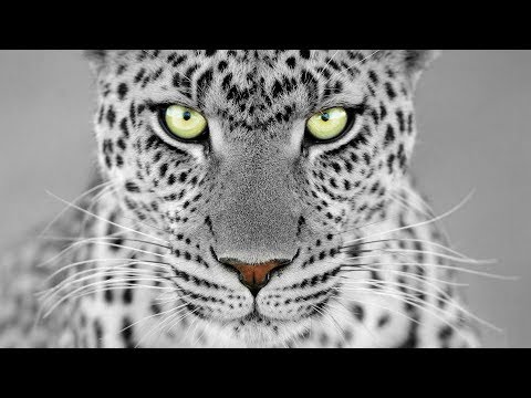 Bert van Engel & Marc Korn feat  Nicco   Addicted to You Bodybangers Remix