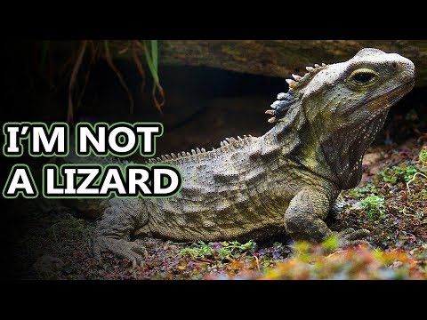 Tuatara facts: lizard look-a-likes | Animal Fact Files